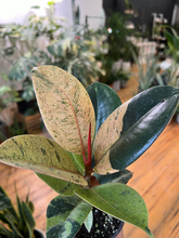Load image into Gallery viewer, Ficus Shivereana Hybrid - 4&quot;
