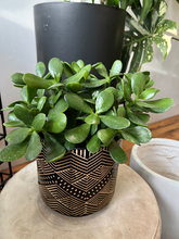 Load image into Gallery viewer, Jade Plant - 6&quot;
