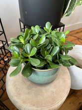 Load image into Gallery viewer, Jade Plant - 6&quot;
