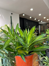 Load image into Gallery viewer, Dracaena Song of Jamaica - 6&quot;
