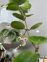 Load image into Gallery viewer, Hoya Kerrii Splash - 8&quot; HB
