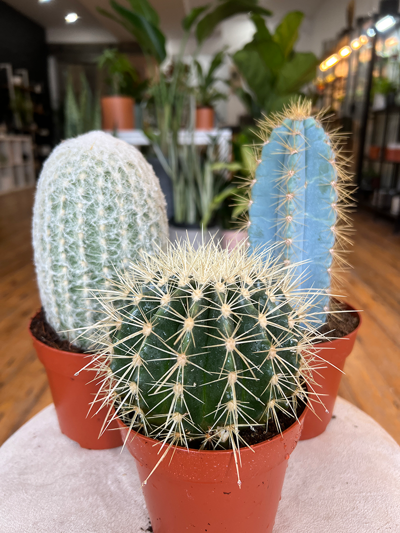 Large Assorted Cacti - 4