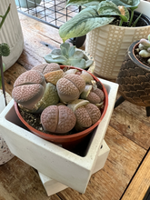 Load image into Gallery viewer, Lithops Living Stones - 2.5&quot;
