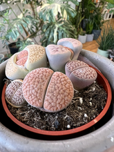 Load image into Gallery viewer, Lithops Living Stones - 2.5&quot;
