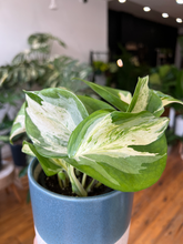 Load image into Gallery viewer, Manjula Pothos - 4
