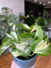 Load image into Gallery viewer, Manjula Pothos - 4
