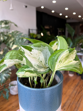 Load image into Gallery viewer, Manjula Pothos - 4
