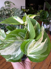 Load image into Gallery viewer, Manjula Pothos - 4
