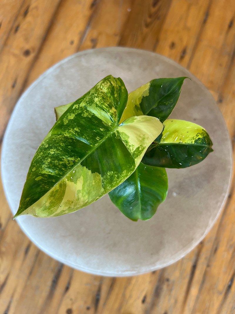 Variegated Philodendron Burle Marx - 4
