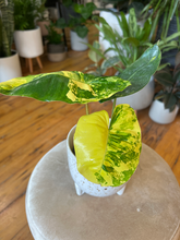 Load image into Gallery viewer, Variegated Philodendron Burle Marx - 4&quot;
