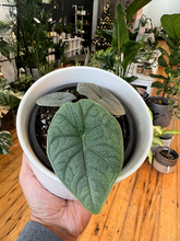 Load image into Gallery viewer, Alocasia Melo - 4&quot;
