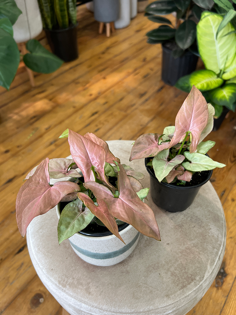 Syngonium Mickey - 4