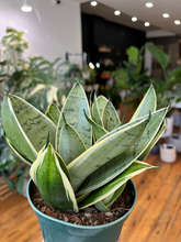 Load image into Gallery viewer, Sansevieria Snake Plant - 6&quot;
