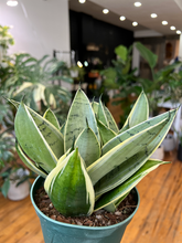 Load image into Gallery viewer, Sansevieria Snake Plant - 6&quot;
