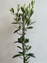 Load image into Gallery viewer, Olive Tree - 3 feet tall
