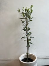 Load image into Gallery viewer, Olive Tree - 3 feet tall
