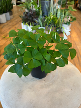 Load image into Gallery viewer, Oxalis Triangularis
