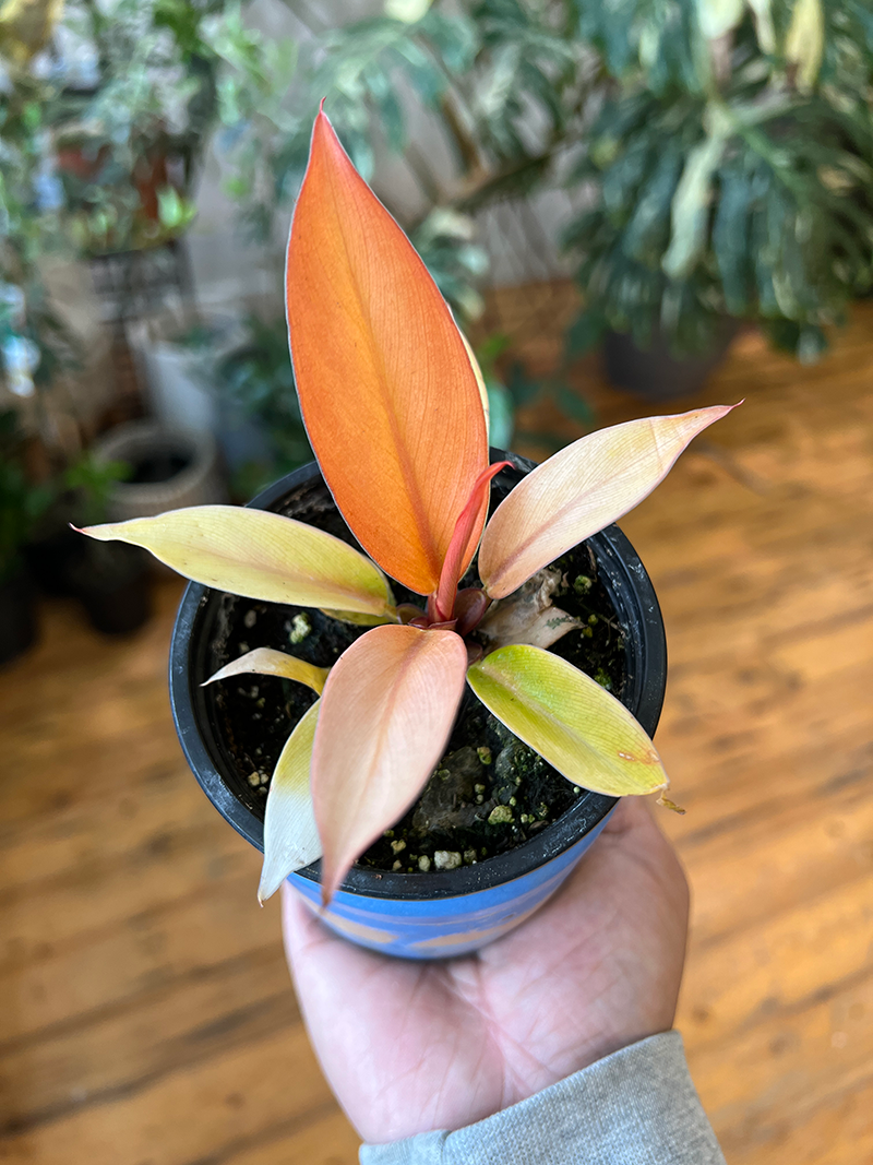 Philodendron Quad Color - 3.5