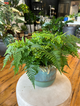 Load image into Gallery viewer, Rabbits Foot Fern - 6&quot;
