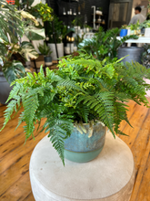 Load image into Gallery viewer, Rabbits Foot Fern - 6&quot;
