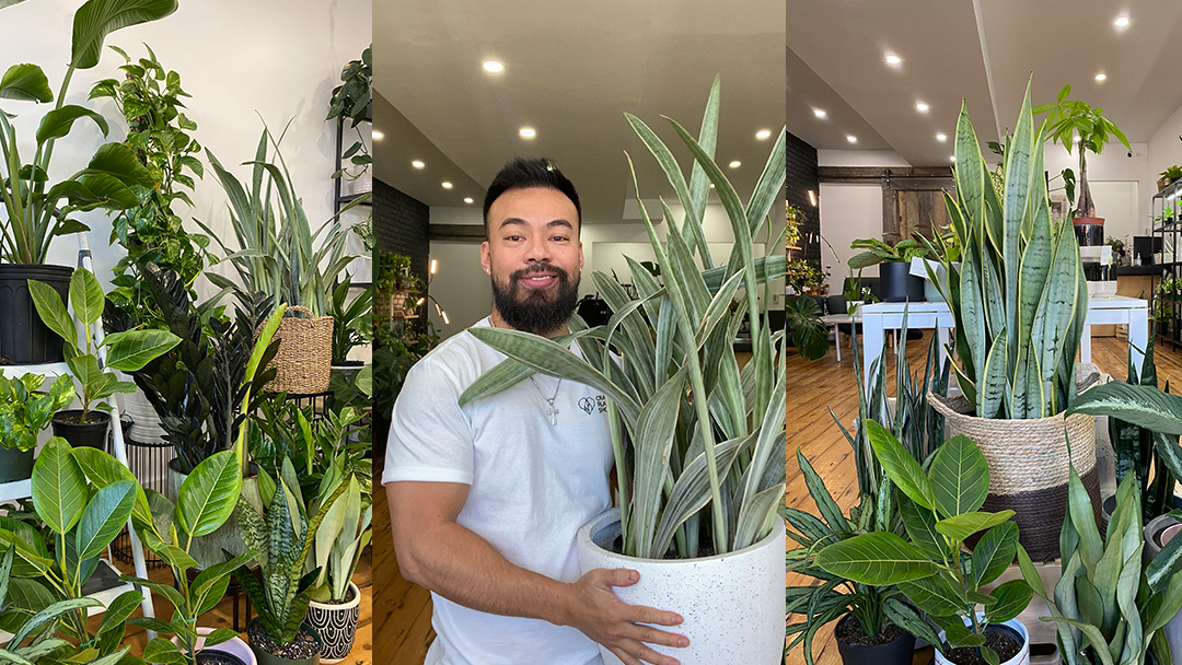 monstera variegata big Monstera Full Mint deliciosa borsigiana Variegata "Big Plant"
