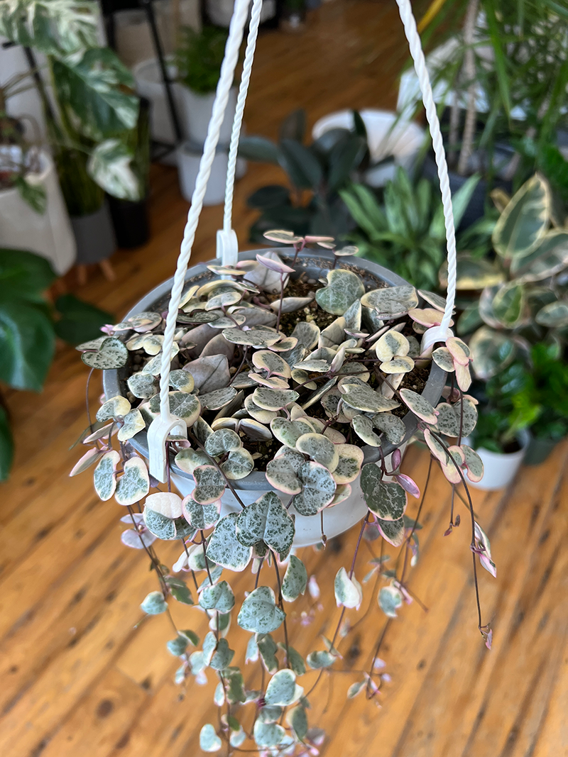 Variegated String of Hearts - 6
