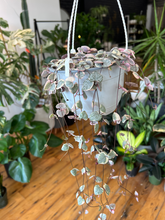 Load image into Gallery viewer, Variegated String of Hearts - 6&quot; HB
