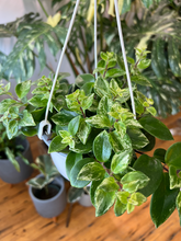 Load image into Gallery viewer, Variegated Lipstick Plant - 6&quot; HB
