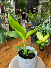 Load image into Gallery viewer, Bird of Paradise - 6&quot;
