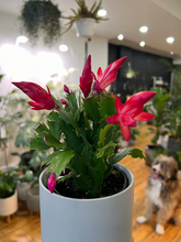 Load image into Gallery viewer, Christmas Cactus - 4&quot;
