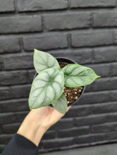 Load image into Gallery viewer, Alocasia Silver Dragon - 3.5&quot;
