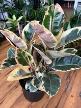 Load image into Gallery viewer, Ficus Elastica Tineke Bush - 10&quot;
