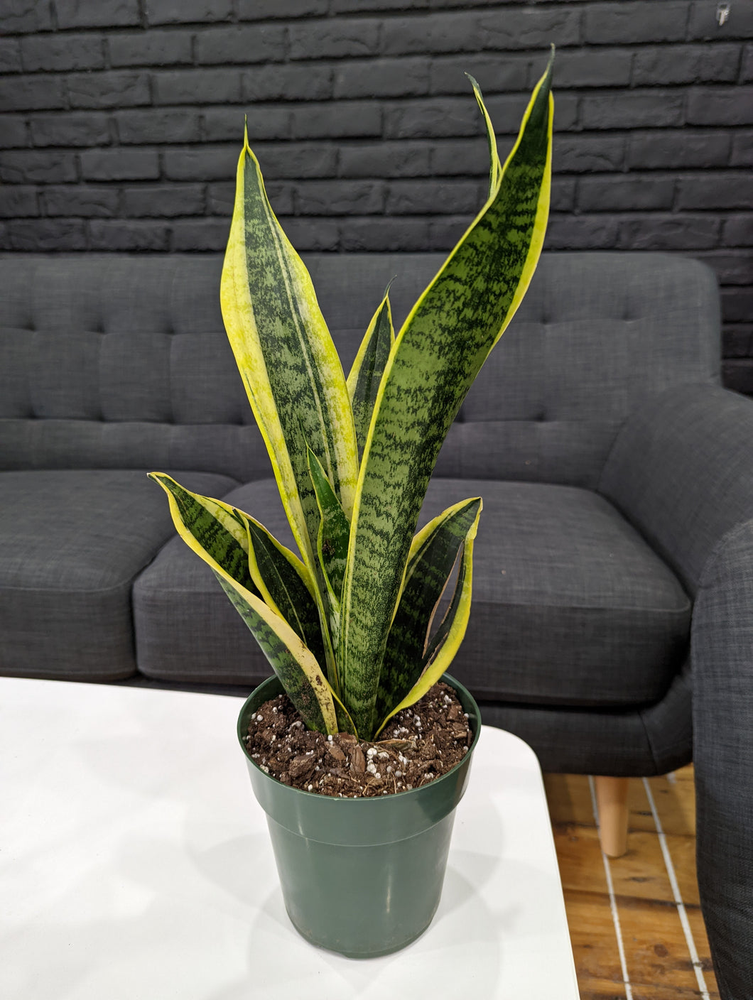 Sansevieria Snake Plant - 6