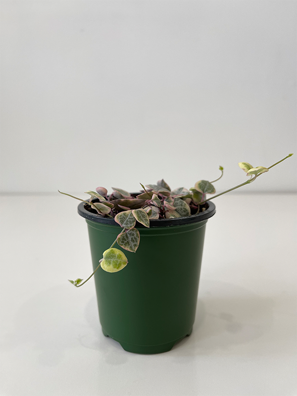 Variegated String of Hearts 3.5