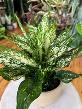 Load image into Gallery viewer, Aglaonema Spring Snow - 5&quot;
