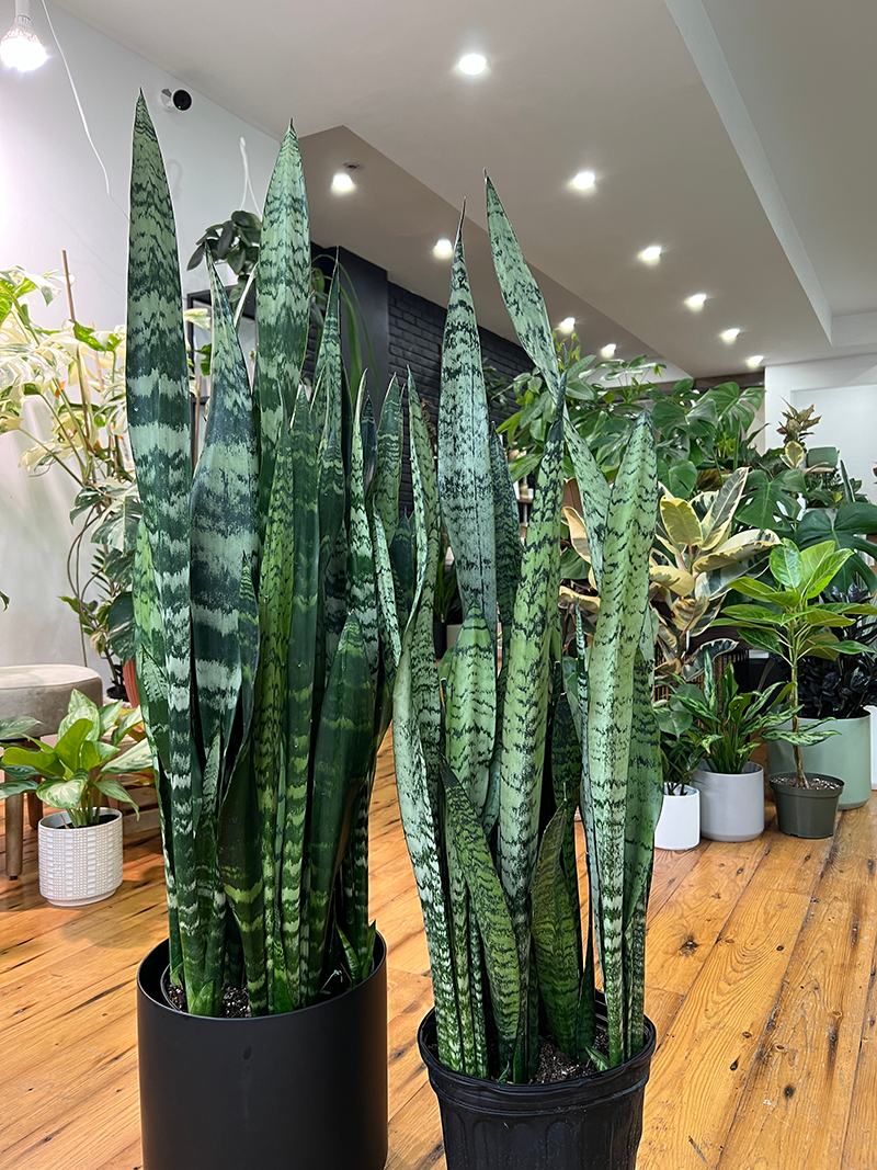 Sansevieria Snake Plant - 8