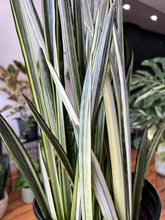 Load image into Gallery viewer, Bantel Sensation Snake Plant - 8&quot;
