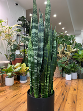 Load image into Gallery viewer, Sansevieria Snake Plant - 8&quot;/10&quot;
