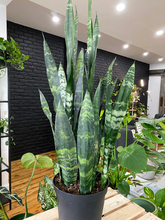 Load image into Gallery viewer, Sansevieria Snake Plant - 6&quot;
