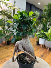 Load image into Gallery viewer, Bonsai Ficus Retusa - 5&quot;
