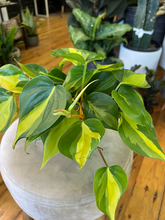 Load image into Gallery viewer, Philodendron Brasil - 4/6&quot;
