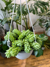Load image into Gallery viewer, Burro&#39;s Tail - 6&quot; HB
