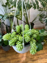 Load image into Gallery viewer, Burro&#39;s Tail - 6&quot; HB
