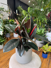 Load image into Gallery viewer, Ficus Elastica Burgundy
