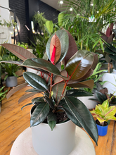 Load image into Gallery viewer, Ficus Elastica Burgundy
