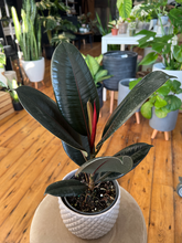 Load image into Gallery viewer, Ficus Elastica - Rubber Plant - 6&quot;
