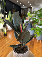 Load image into Gallery viewer, Ficus Elastica - Rubber Plant - 6&quot;
