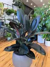 Load image into Gallery viewer, Ficus Elastica Burgundy Bush - 10&quot;
