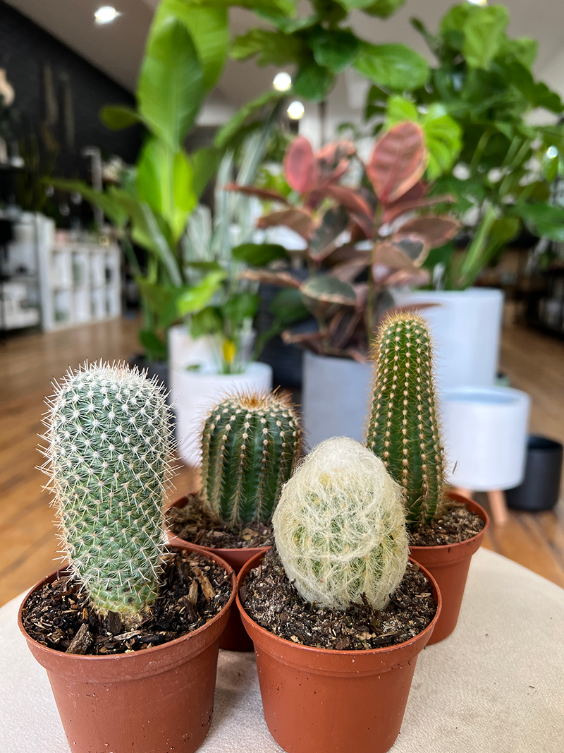 Assorted Cactus - 3