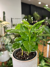 Load image into Gallery viewer, Coffee Plant - 3.5&quot;
